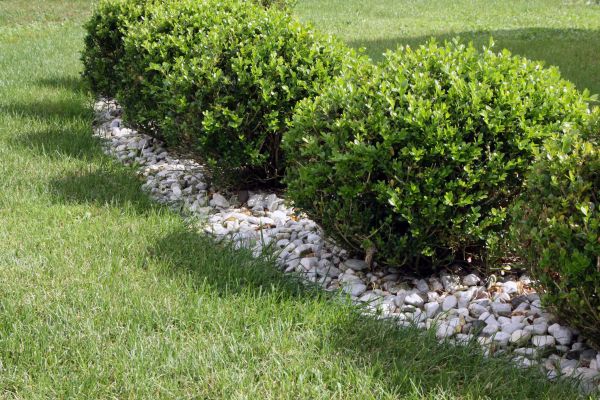 Boxwood Planting in Surprise
