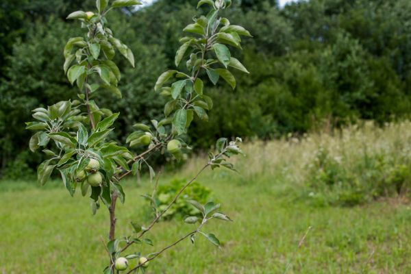 Apple Tree Planting in Surprise