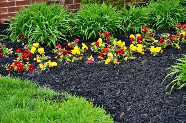 Apartment Mulching in Surprise