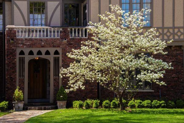 Dogwood Tree Planting in Surprise